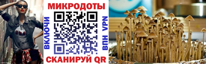 Псилоцибиновые грибы Psilocybine cubensis  закладка  Мышкин 
